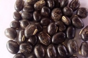 Velvet Beans from Zambia